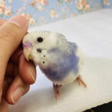 かわいすぎる甘えたインコちゃん❤︎ฅ́˘ฅ̀ 手乗りセキセイインコ(バイオレットパイド)💜🤍