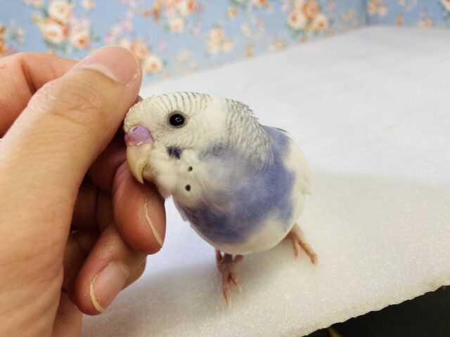 かわいすぎる甘えたインコちゃん❤︎ฅ́˘ฅ̀ 手乗りセキセイインコ(バイオレットパイド)💜🤍