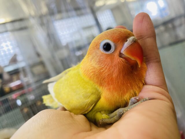 ヤマブキボタンインコ