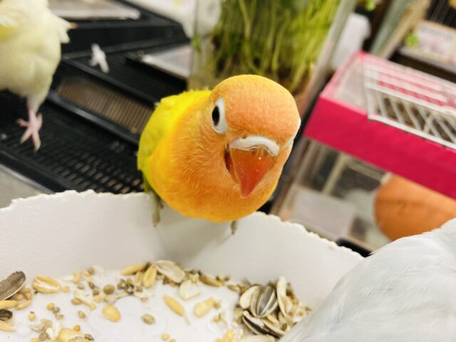 ヤマブキボタンインコ