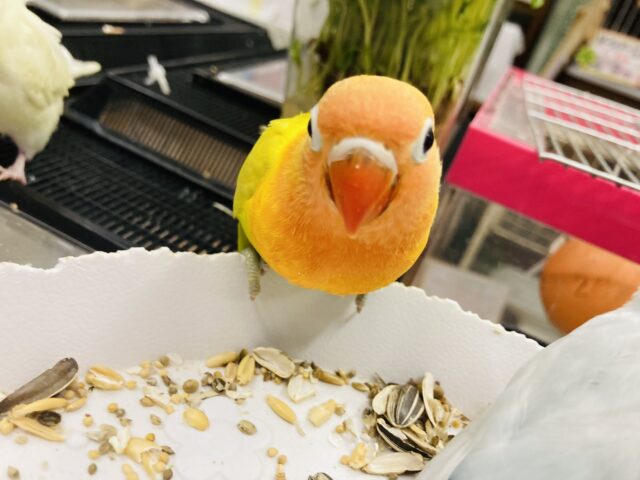 ヤマブキボタンインコ