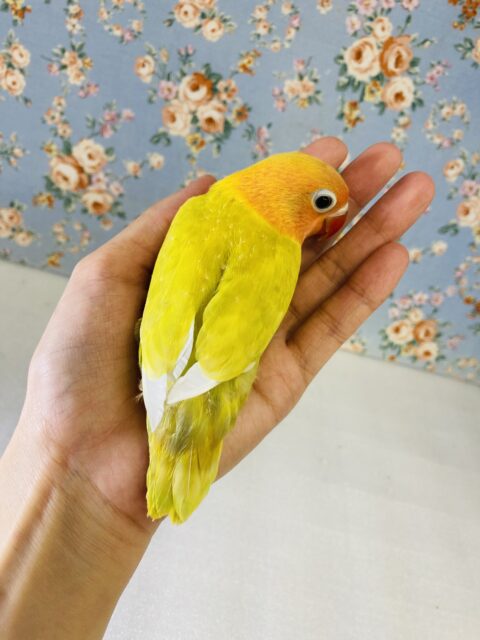 ヤマブキボタンインコ