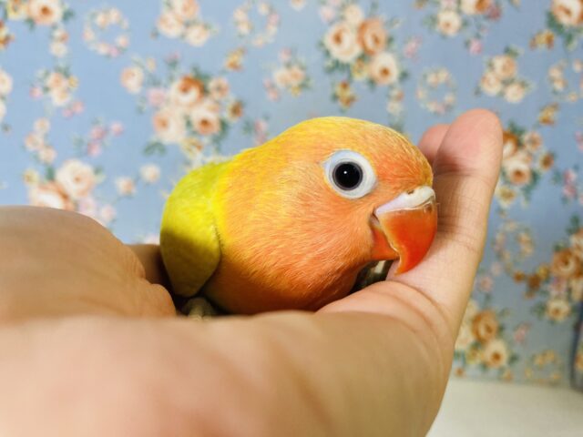 ヤマブキボタンインコ