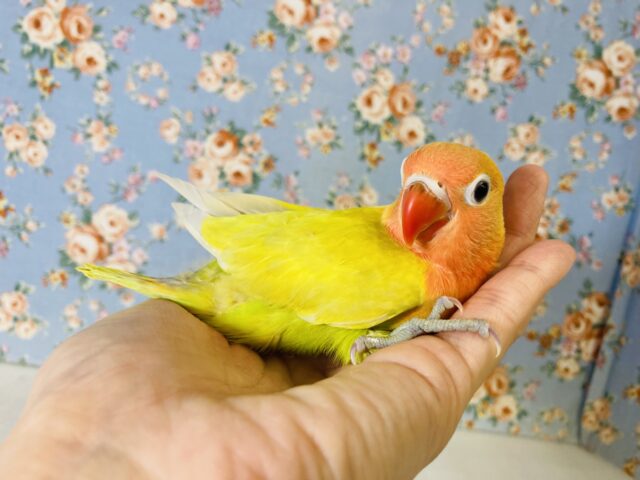 ヤマブキボタンインコ