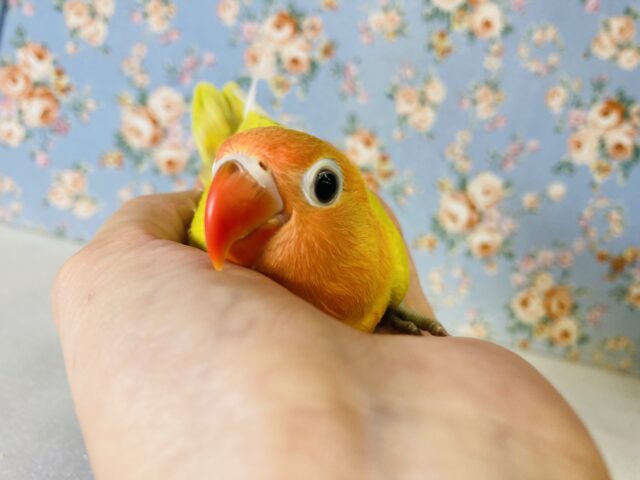 ヤマブキボタンインコ