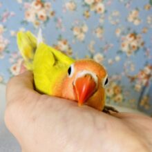 黄金なる山吹色🔆お久しぶりの入舎です❢❢手乗りボタンインコさん🌼