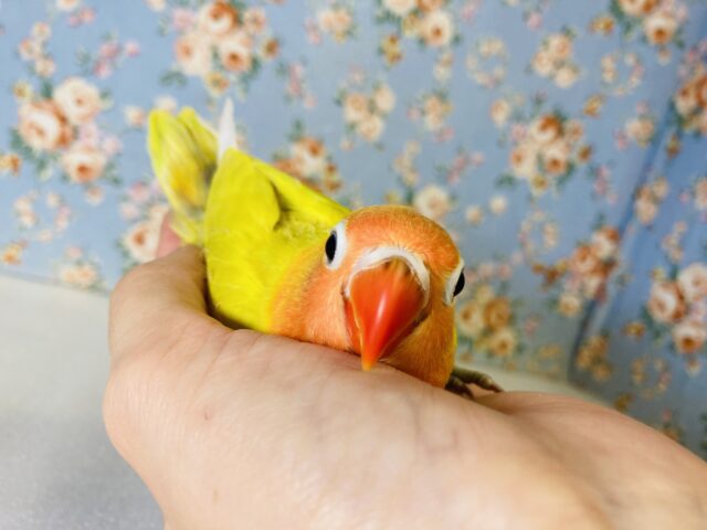 黄金なる山吹色🔆お久しぶりの入舎です❢❢手乗りボタンインコさん🌼