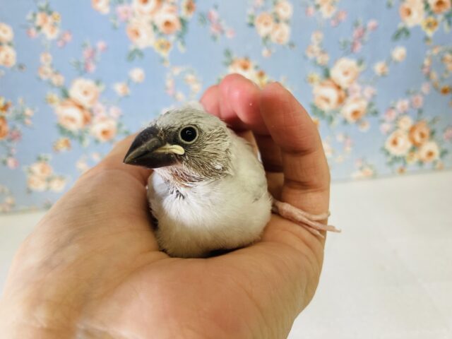 シルバー文鳥