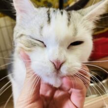 最新画像🌟チャ～ムポイントはしましましっぽ！　マンチカン入舎しました。