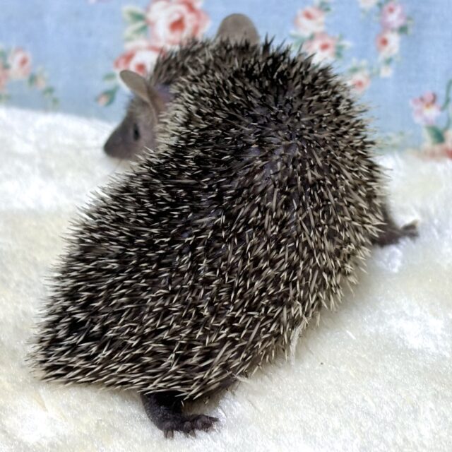 ヒメハリテンレック
