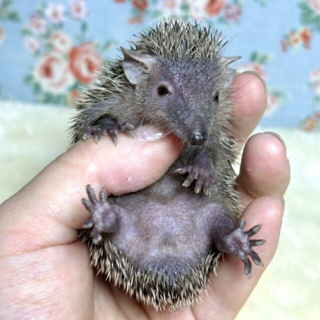 ヒメハリテンレック