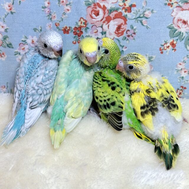 セキセイインコ