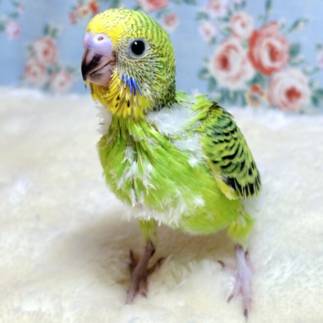 セキセイインコ