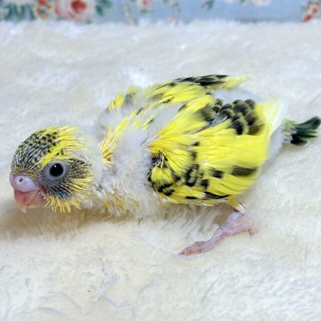 セキセイインコ