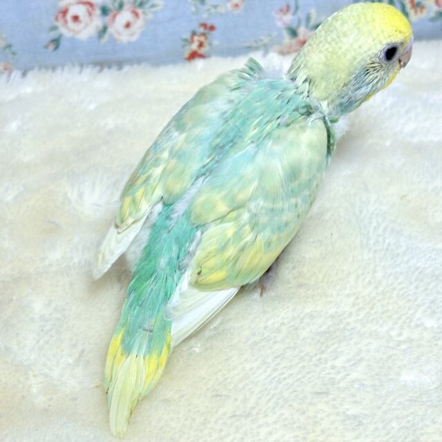 セキセイインコ
