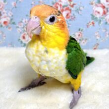 シロハラインコちゃん来てくれました〜‎🧡‬‪🔆🤍🍀‬