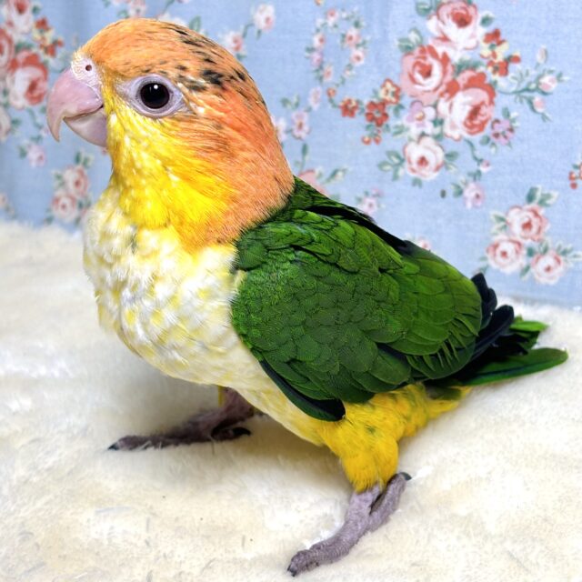 シロハラインコの油絵で41x41センチで木のフレームです シロハラインコの油絵で41x41センチで木のフレームです