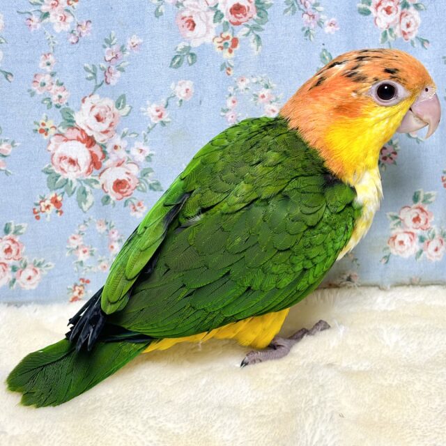 シロハラインコ