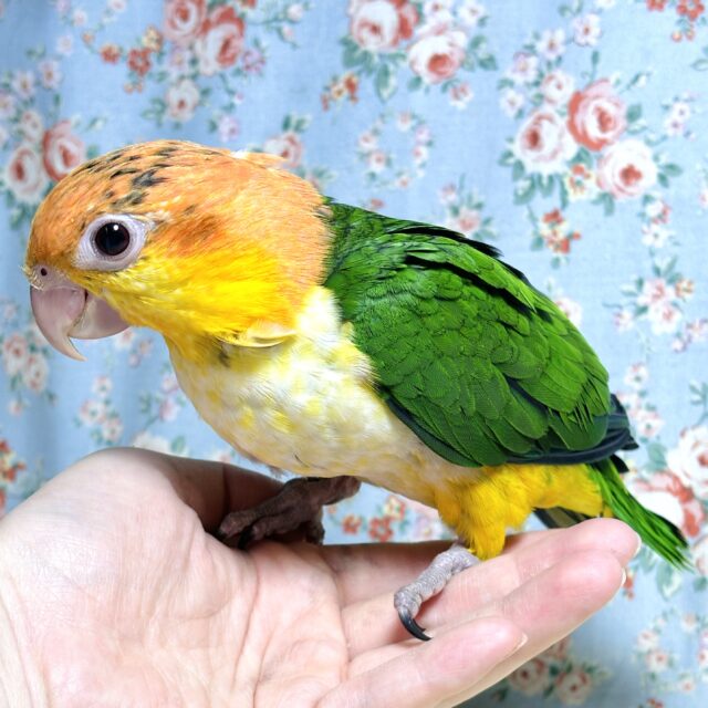 シロハラインコ