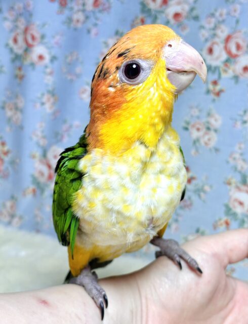 シロハラインコ