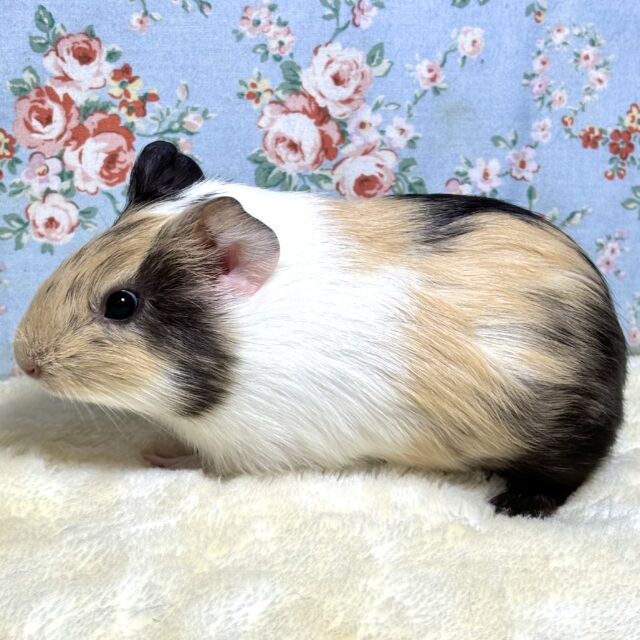 イングリッシュモルモット