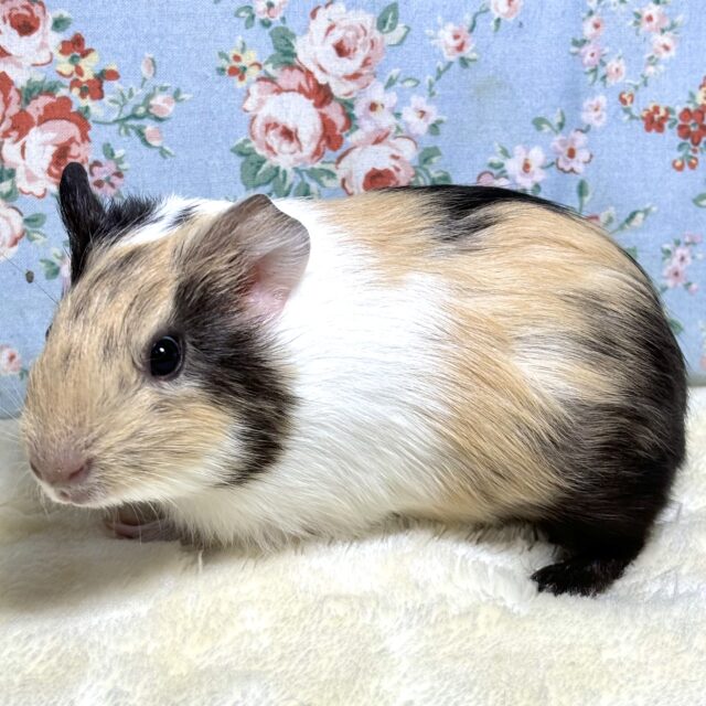 イングリッシュモルモット