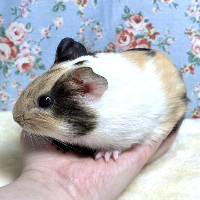 イングリッシュモルモット