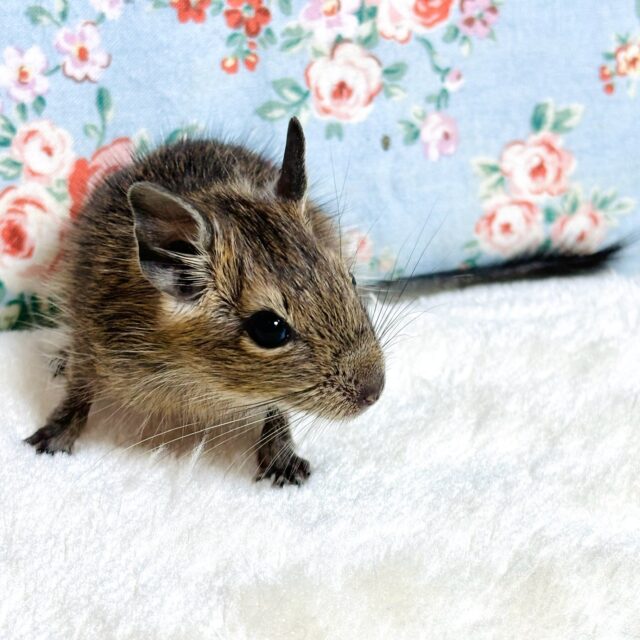 デグー ノーマル 🌰(*´ω`*)