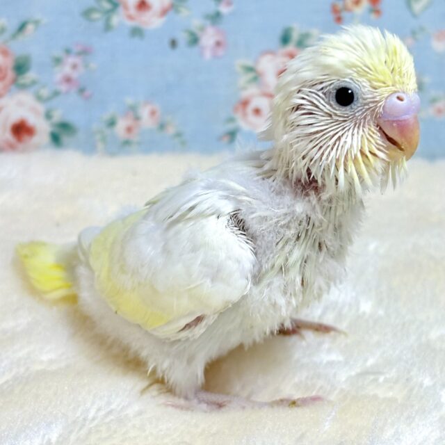 個性溢れるセキセイちゃん達入舎✨️🕊️ セキセイインコ