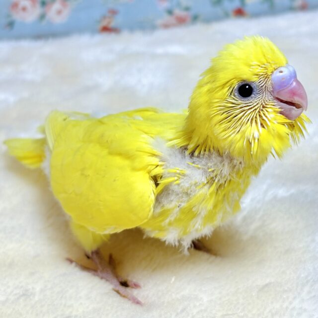 セキセイインコ