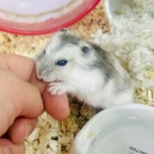 🥚🥚🐹🏠たまごハウスは秘密基地🎵　ドワーフハムスター　女の子　