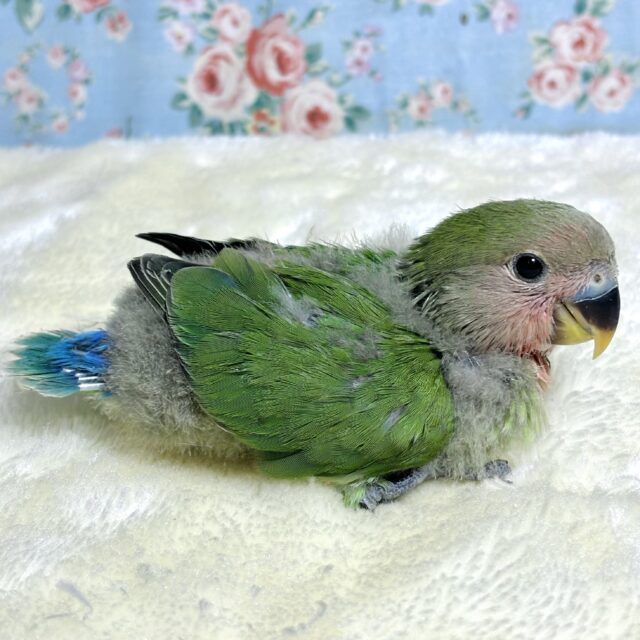 コザクラインコ（小桜インコ）