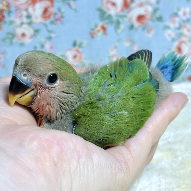 コザクラインコ（小桜インコ）