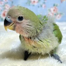 コザクラインコ  ノーマル  🍀❤️✨️