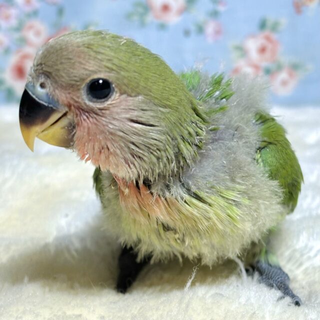 コザクラインコ ノーマル 🍀❤️✨️