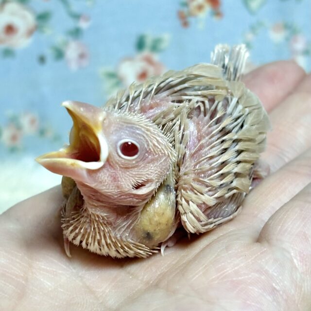 シナモン文鳥 🤎💛🧡🫖