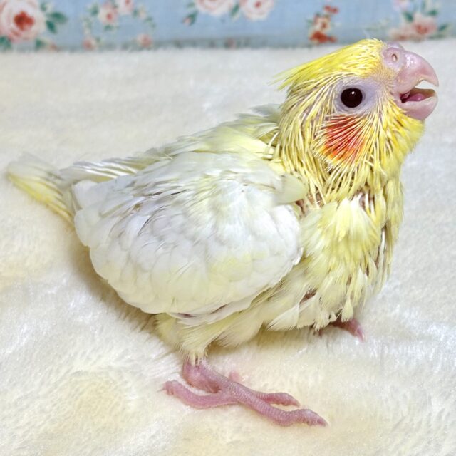 オカメインコ