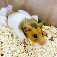 とっとこ〜💨💨💨🐹　ゴールデンハムスター　女の子