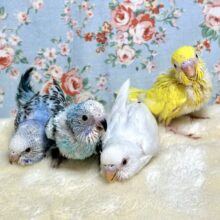 セキセイインコちゃん達〜残暑厳しい中来てくれました〜🔆✨️