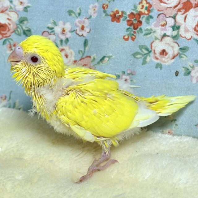 セキセイインコ