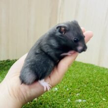 チラ見せできる隠れホワイト🤍🤍👼🤍🖤　カラーハムスター　ブラック系　男の子