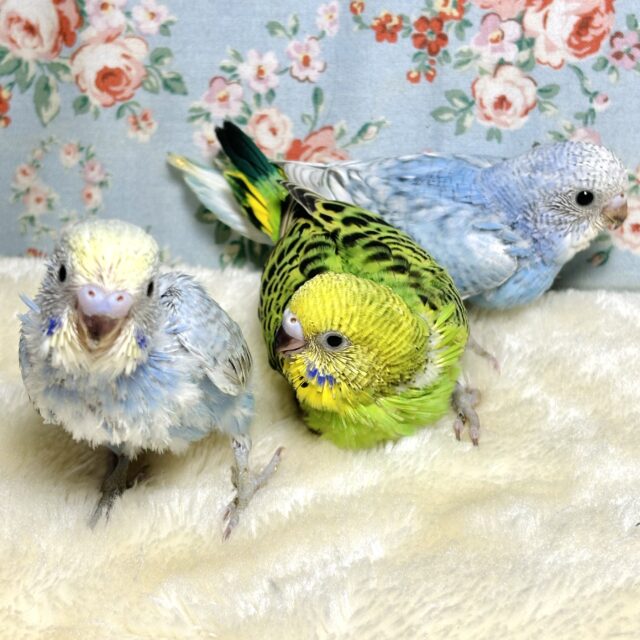 セキセイインコちゃん続々来てくれてます〜🐥