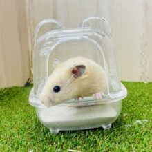 ヴィヴィッド命中💘←←←←🏹　キンクマハムスター　男の子