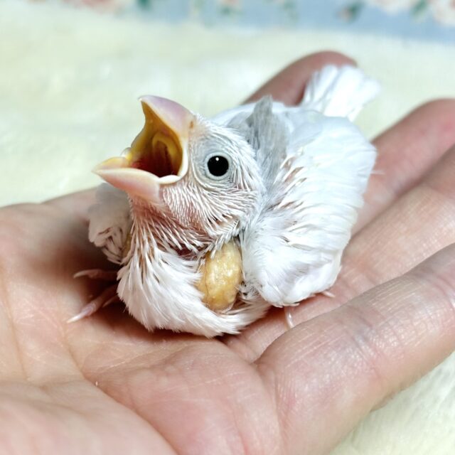 白文鳥 🤍🕊🍀.∘