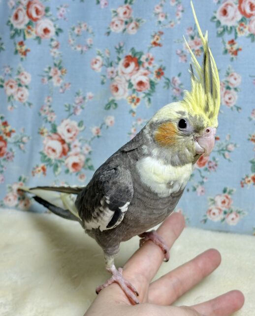 オカメインコ