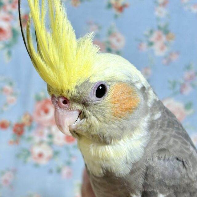 オカメインコ パイド 💛🤍🖤