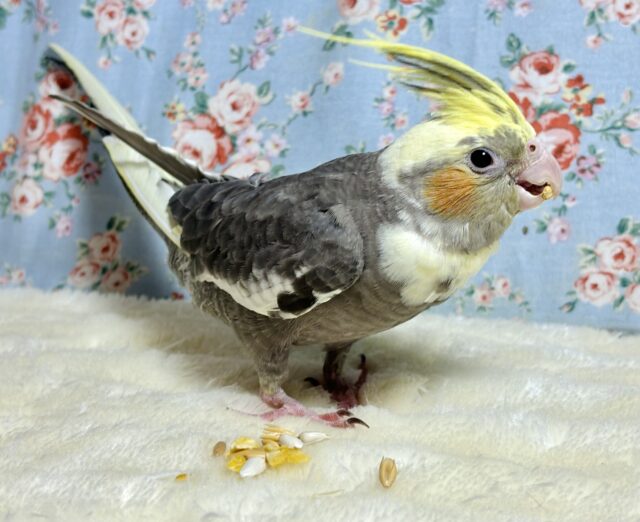 オカメインコ