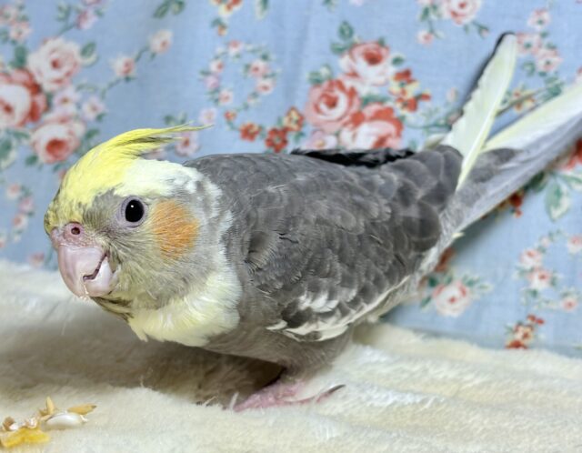 オカメインコ