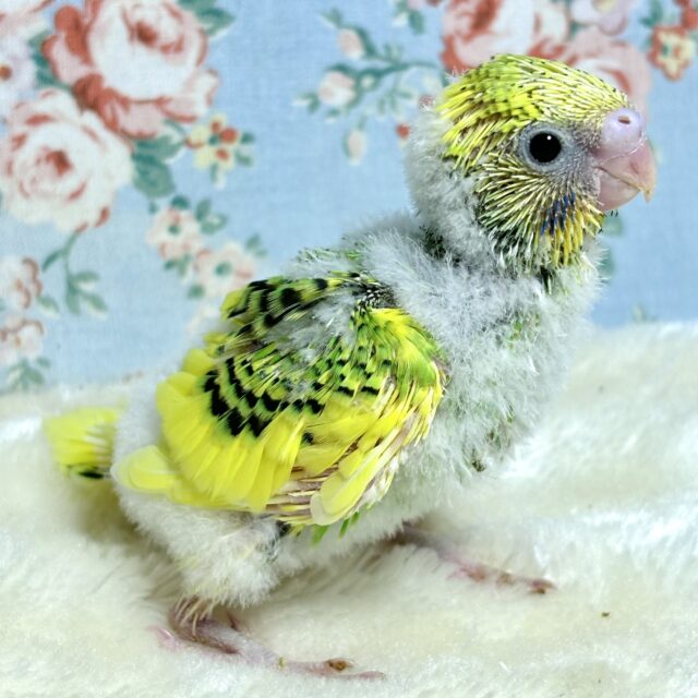 セキセイインコ