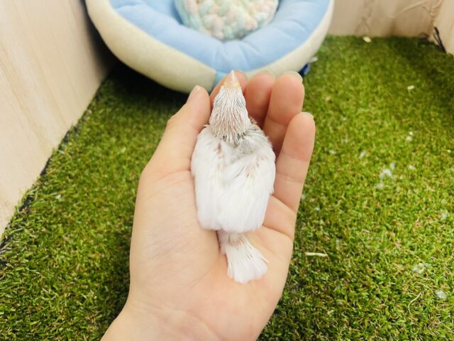 白文鳥